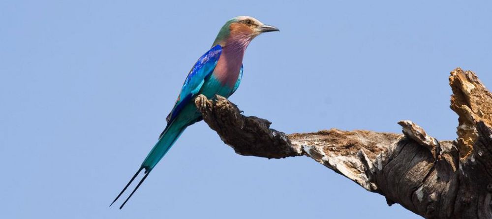 Delta Explorer Campsite, Okavango Delta, Botswana - Image 31