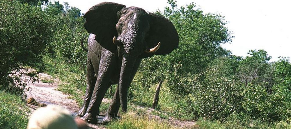 Delta Explorer Campsite, Okavango Delta, Botswana - Image 11