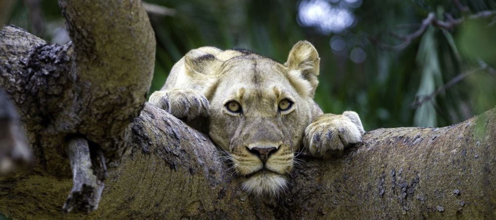 Busanga Bush Camp, Kafue National Park, Zamiba Â© Dana Allen - Image 6