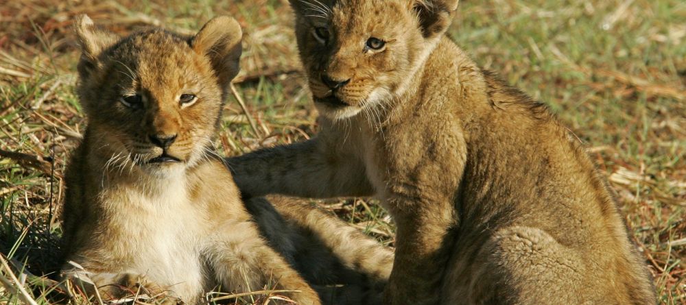 Busanga Bush Camp, Kafue National Park, Zamiba Â© Mike Myers - Image 7