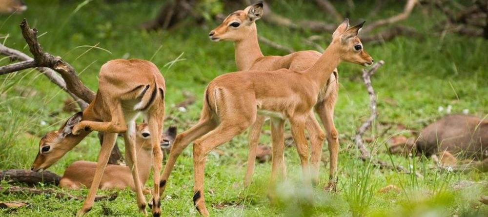 Sandibe Safari Lodge, Okavango Delta, Botswana - Image 9