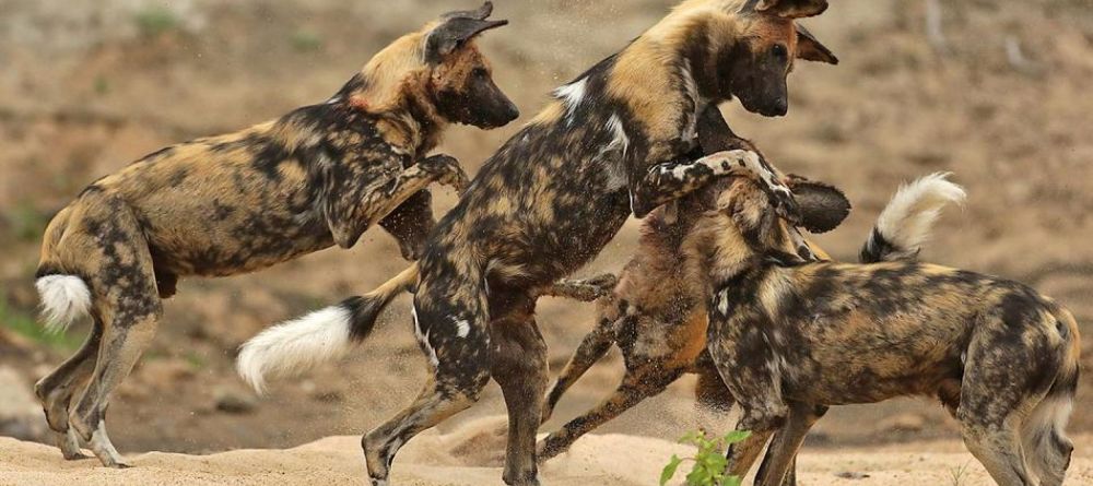 Sandibe Safari Lodge, Okavango Delta, Botswana - Image 15