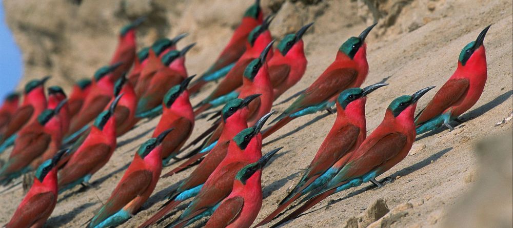 Zungulila Bushcamp, South Luangwa National Park, Zambia - Image 8