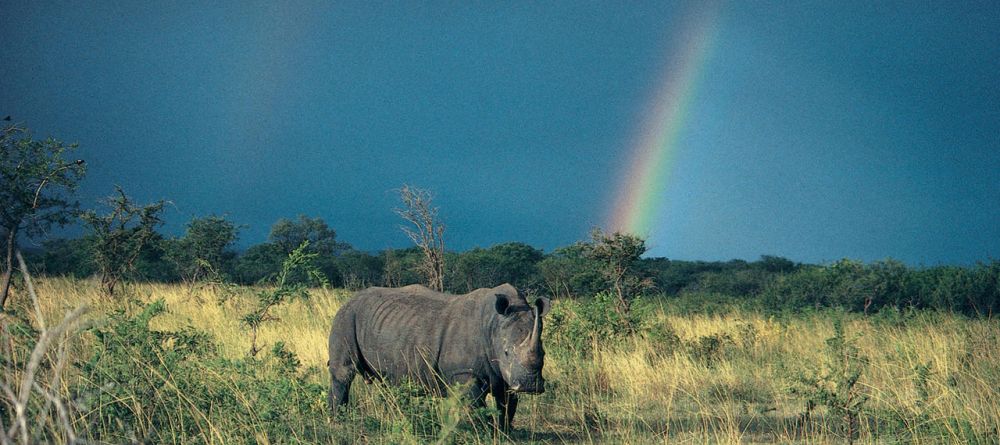 A stunning shot of a rhino under a rainbow at Londolozi Founders Camp, Sabi Sands Game Reserve, South Africa - Image 6