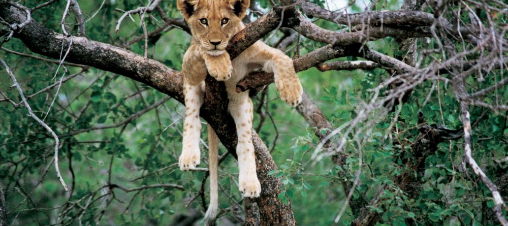 Zungulila Bushcamp, South Luangwa National Park, Zambia - Image 14