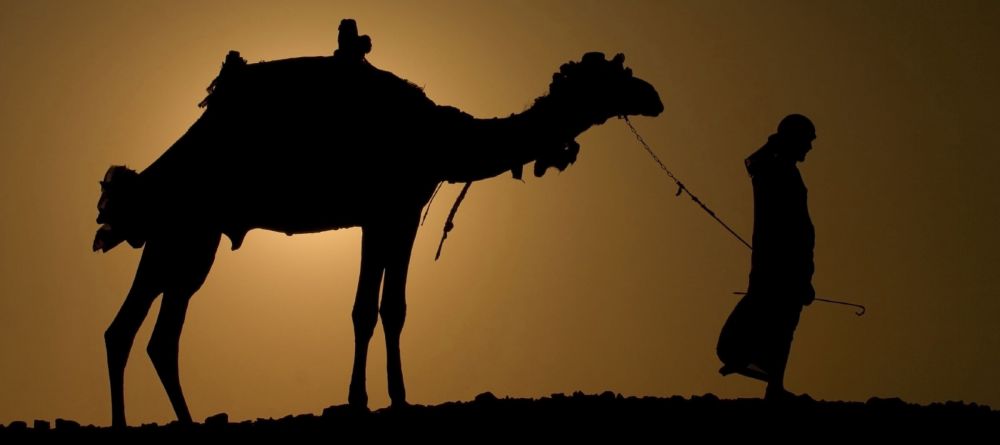 Morocco camel - Image 2