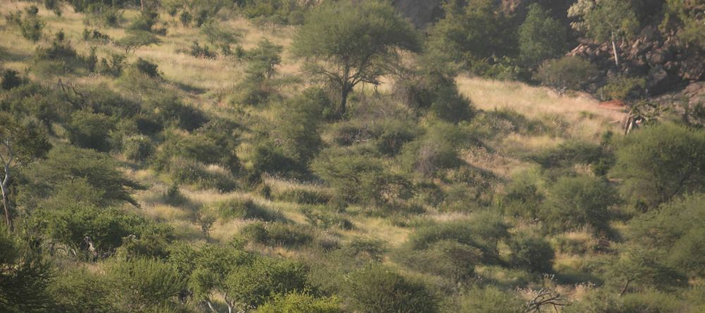 A camel back safari trek at Sabuk Lodge, Laikipia, Kenya - Image 2
