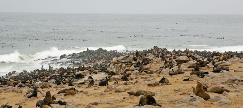 Cape Cross Lodge seals - Image 2