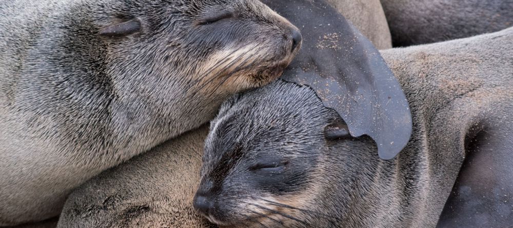 Cape Cross Lodge seals - Image 3