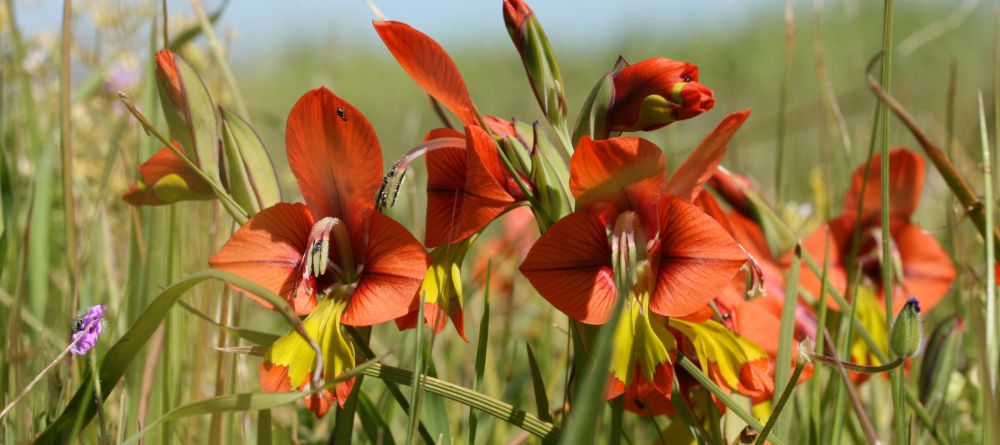 The Longhouse Guesthouse, Namakwaland, South Africa - Image 2