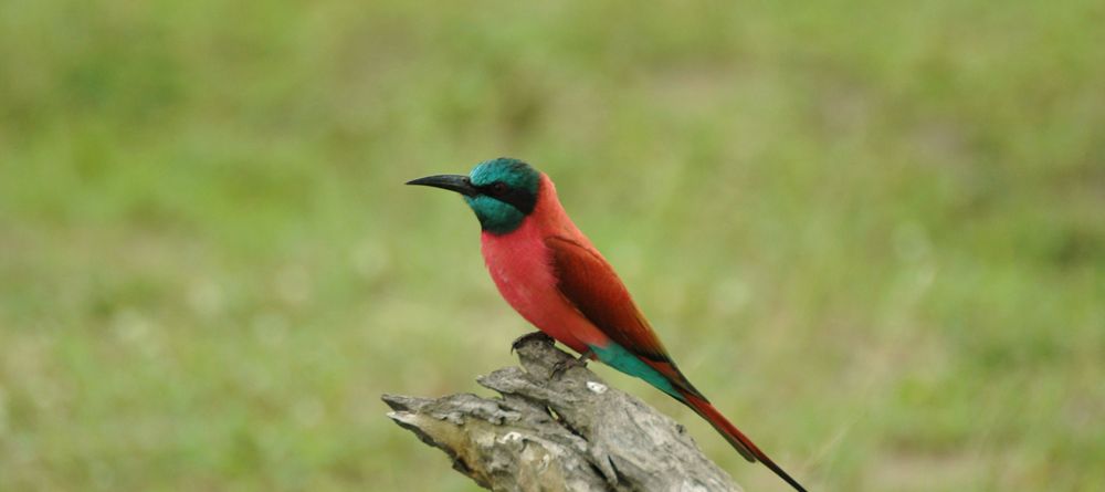 A carmine bee-eater at Lake Manze Tented Camp, Selous National Park, Tanzania - Image 6