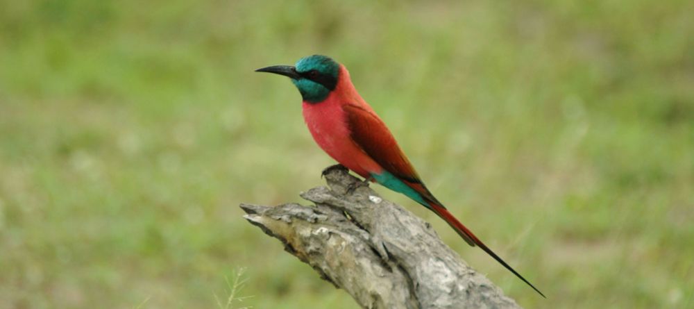Nsefu Camp, South Luangwa National Park, Zambia - Image 3
