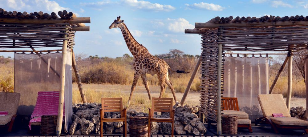 Chem Chem Lodge Wildlife - Image 13