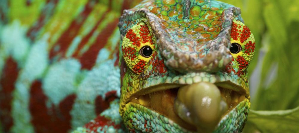 Andasibe Hotel, Andasibe National Park, Madagascar - Image 8