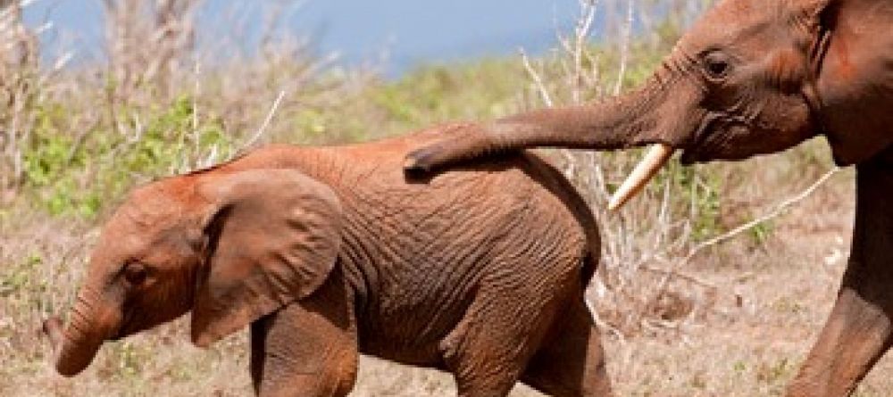 Ithumba Ele chase - Image 1