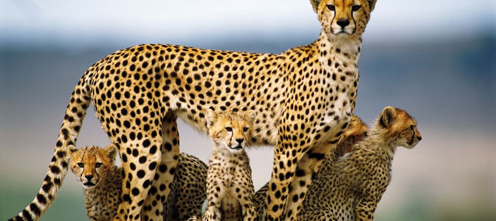 Saruni Mara, Masai Mara National Reserve, Kenya - Image 10