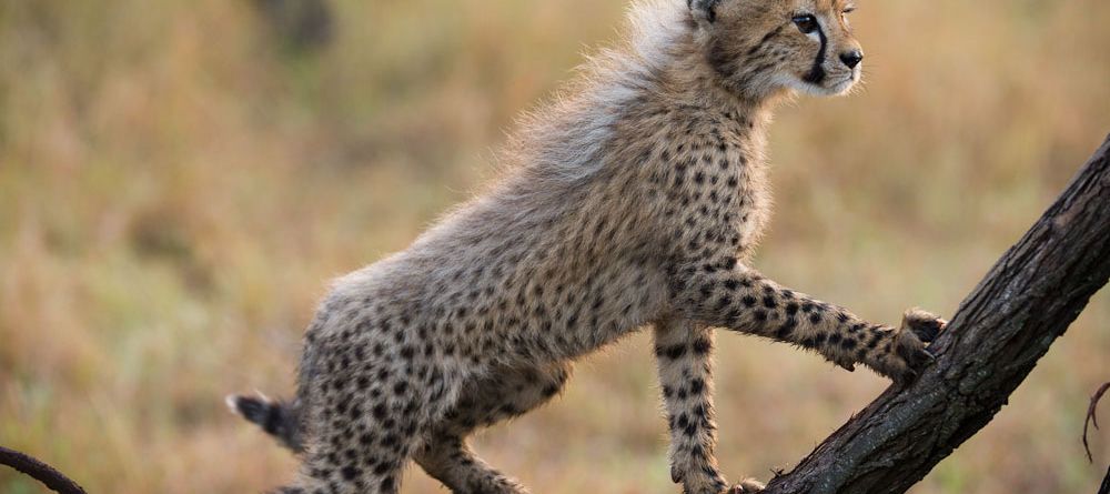 Zulu Nyala Heritage Safari Lodge cheetah - Image 5