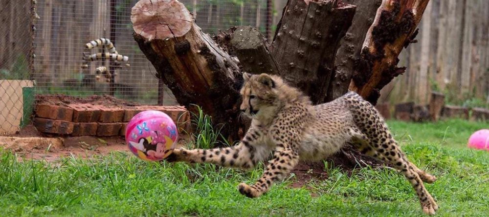 Cheetah Playing - Image 4