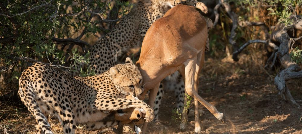 Mashatu Lodge, Mashatu Game Reserve, Botswana - Image 19