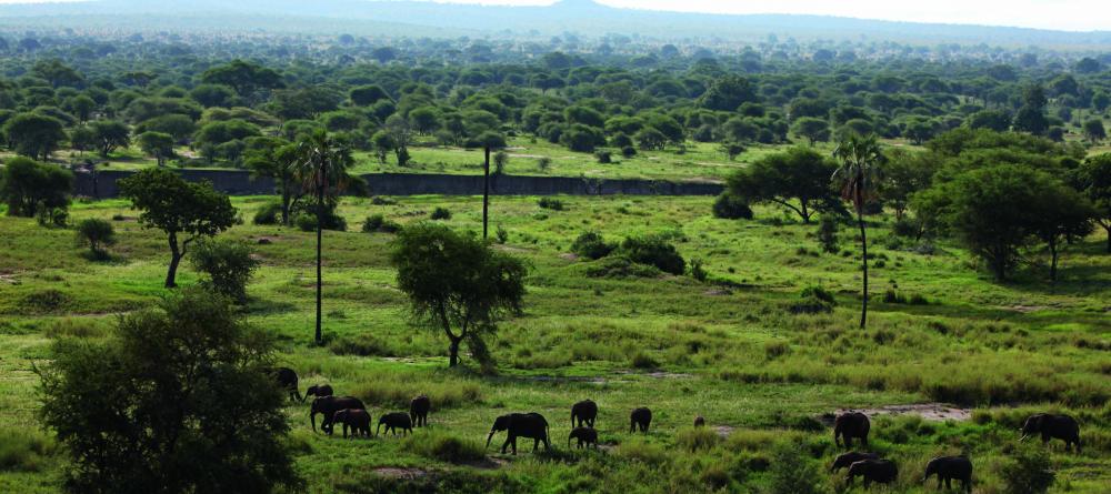 A herd of elephants wanders through the lush plains at Chem Chem Lodge, Lake Manyara National Park, Tanzania - Image 21