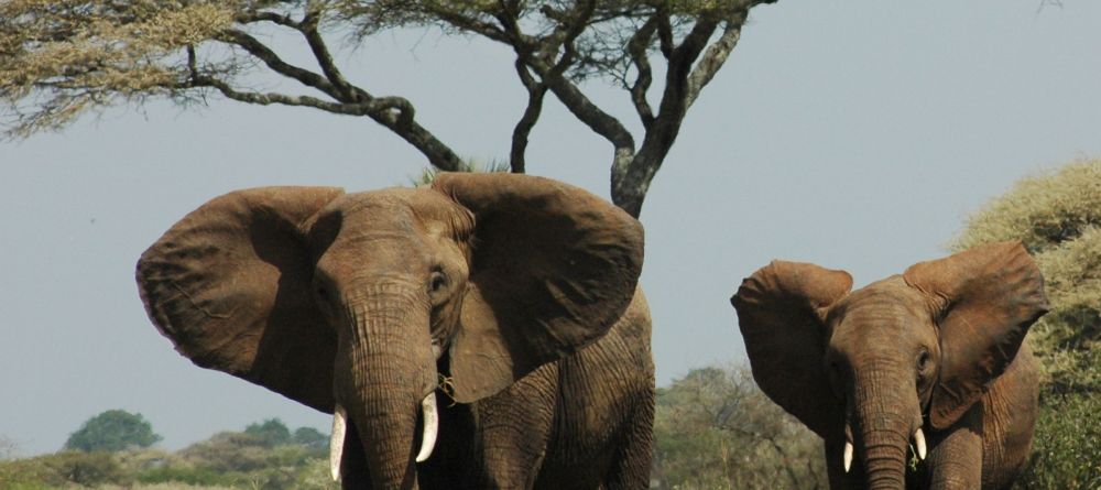 A game drive peaks the interest of a pair of elephants at Chem Chem Lodge, Lake Manyara National Park, Tanzania - Image 22
