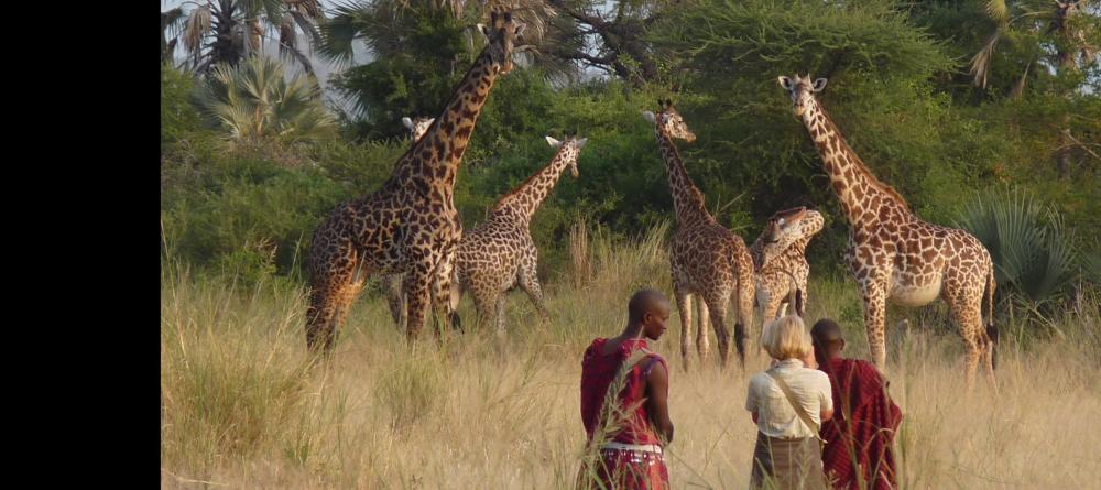 Walking safaris offer intimate encounters with the majestic wildlife at Chem Chem Lodge, Lake Manyara National Park, Tanzania - Image 5