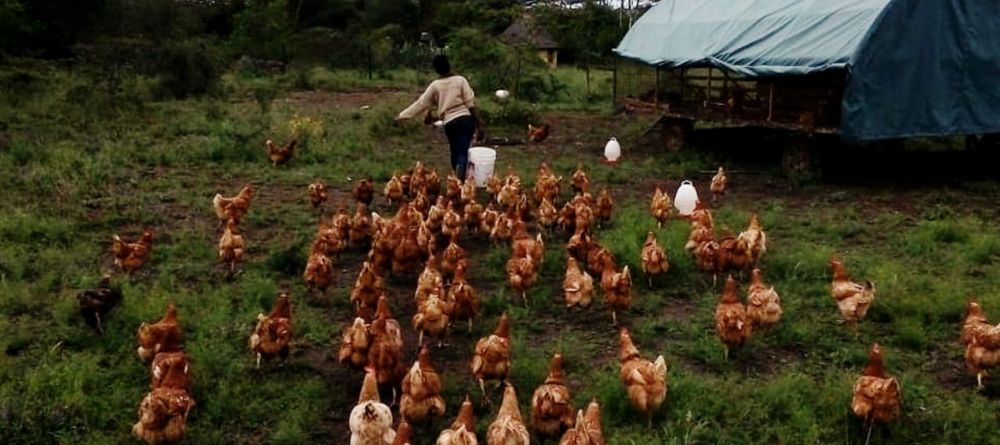 Ololo chickens on the farm - Image 1