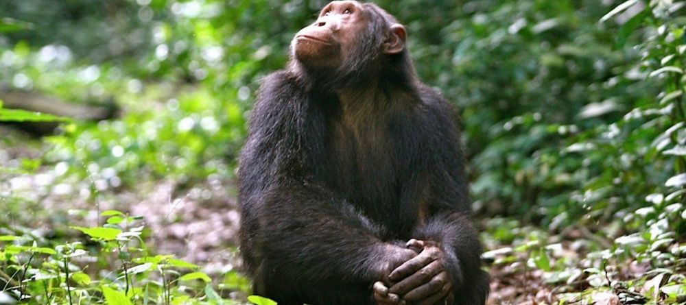 A chimp enjoying a moment of reflection in the sunlight at Ngamba Island Tented Camp, Ngamba Island, Uganda - Image 8