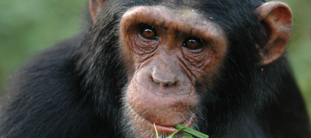 A chimp eating at Ngamba Island Tented Camp, Ngamba Island, Uganda - Image 7