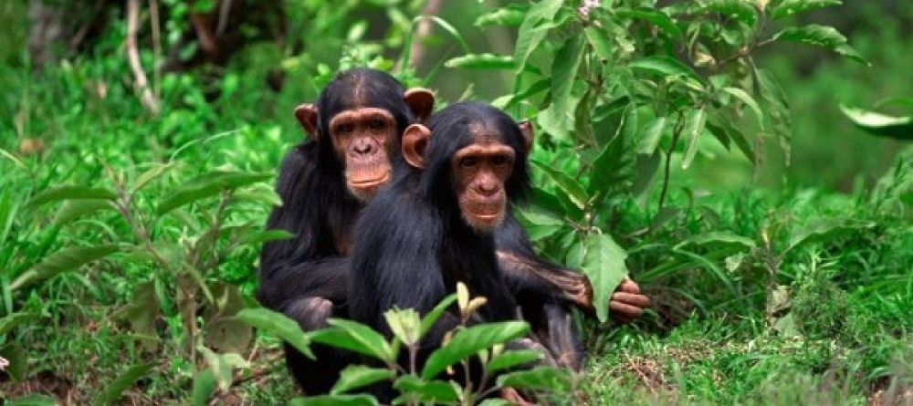 Forest of Hope Guest House, Rwanda - Image 1