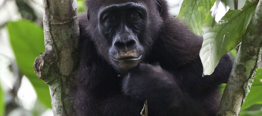 Chintheche Inn, Lake Malawi, Malawi Â© Mike Myers - Image 8