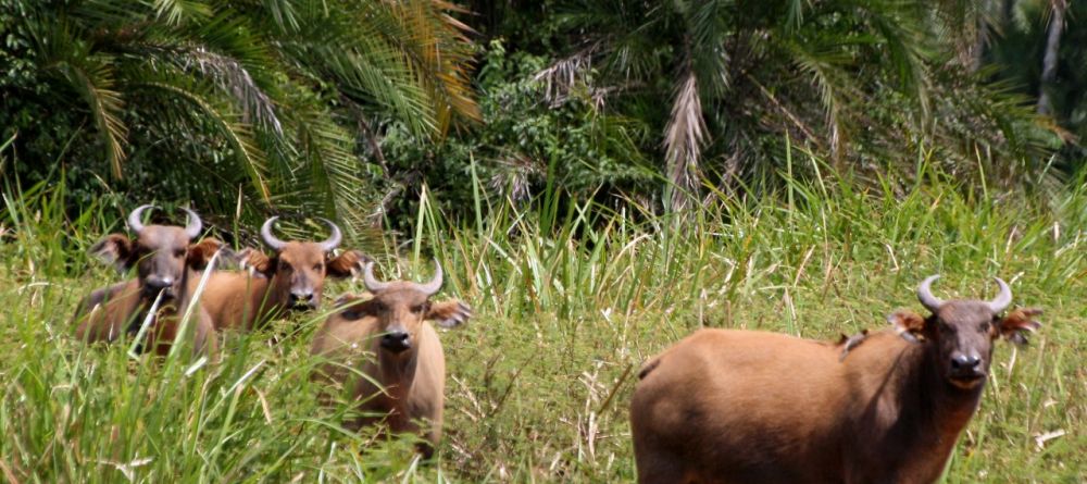 Chintheche Inn, Lake Malawi, Malawi Â© Wilderness Safaris - Image 9