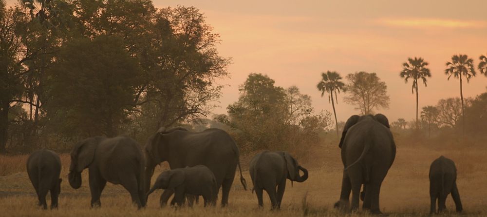 Elephants at Chitabe Camp, Moremi Game Reserve, Botswana - Image 13