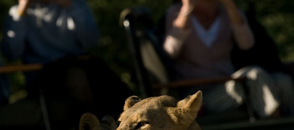 Photographing a lion at Chitabe Camp, Moremi Game Reserve, Botswana - Image 17