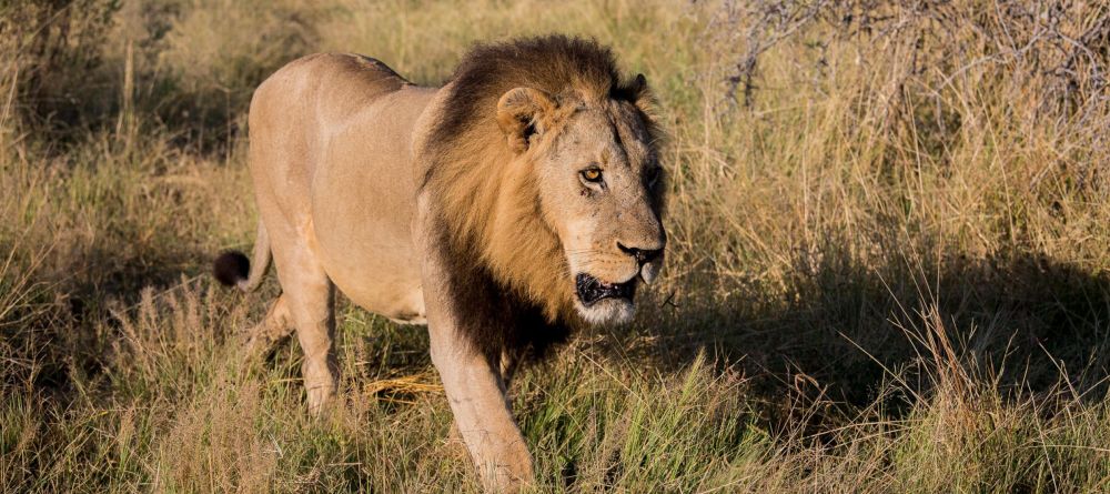 Chitabe Lediba Camp, Moremi Game Reserve, Botswana - Image 10