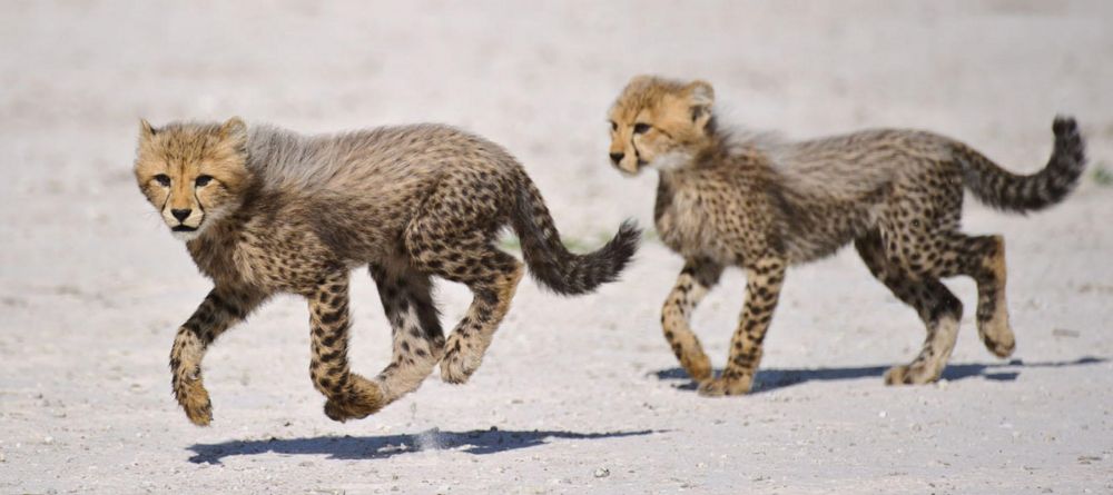 Chitabe Lediba Camp, Moremi Game Reserve, Botswana - Image 12