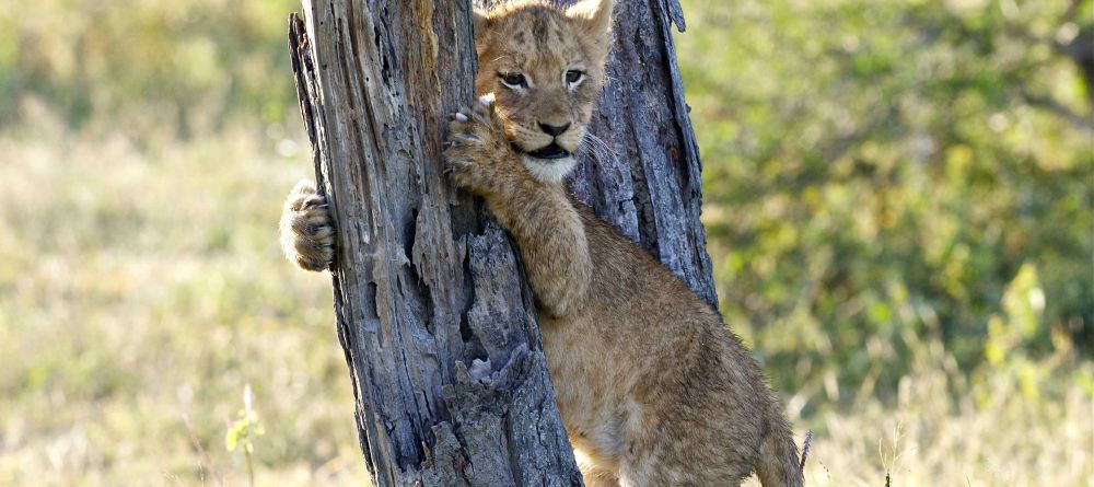 Chitwa House, Sabi Sands Game Reserve, South Africa - Image 8