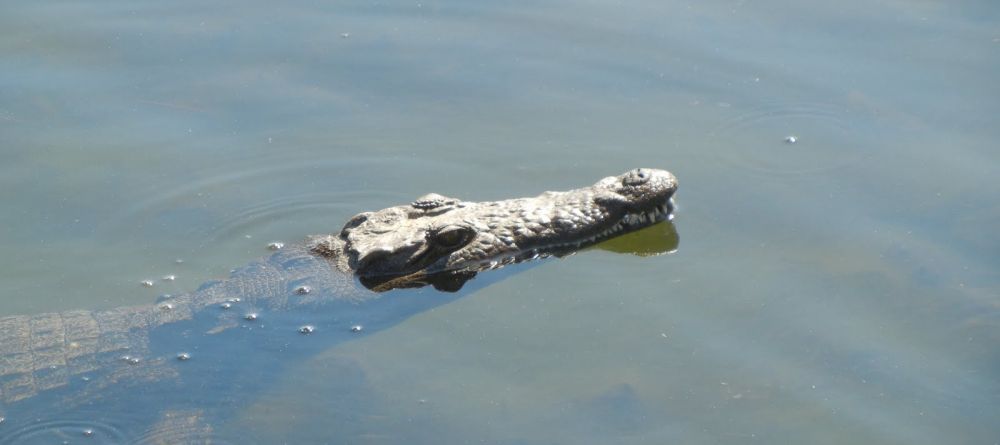 Chobe Under Canvas, Chobe National Park, Botswana - Image 2