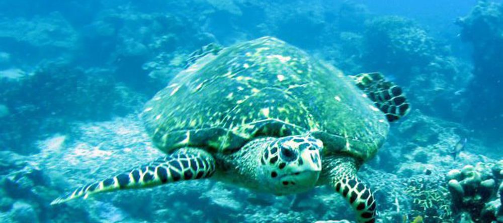 Sea turtle at Chole Mjini Lodge, Mafia Island, Tanzania - Image 13