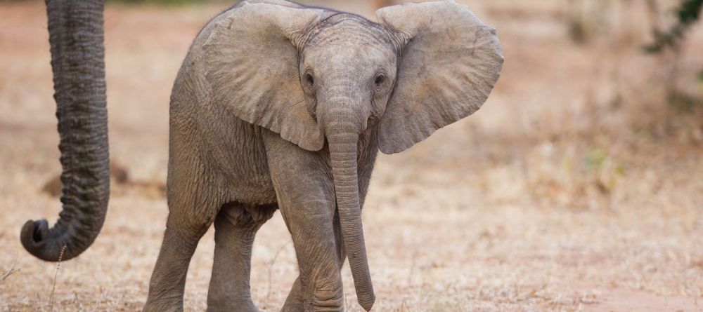 Chongwe River Camp, Lower Zambezi National Park, Zambia - Image 9
