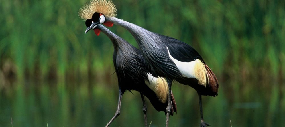 Rusinga Island Lodge, Lake Victoria, Kenya - Image 9