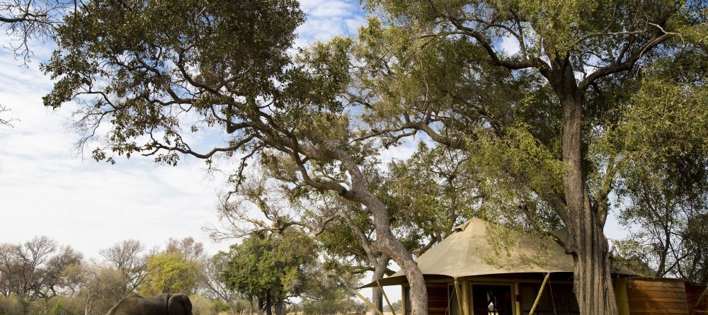 Elephant passing by at Xaranna Camp, Okavango Delta, Botswana (AndBeyond) - Image 8