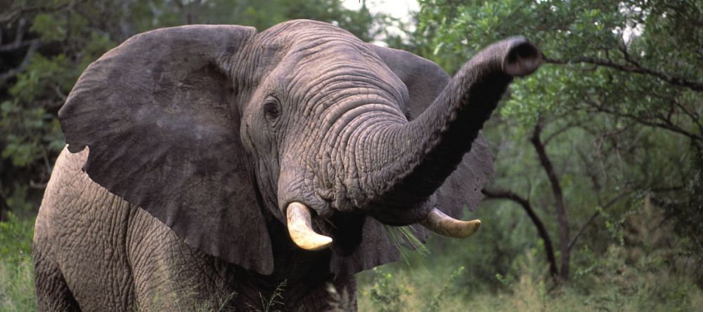 Dulini Leadwood Lodge - Image 4