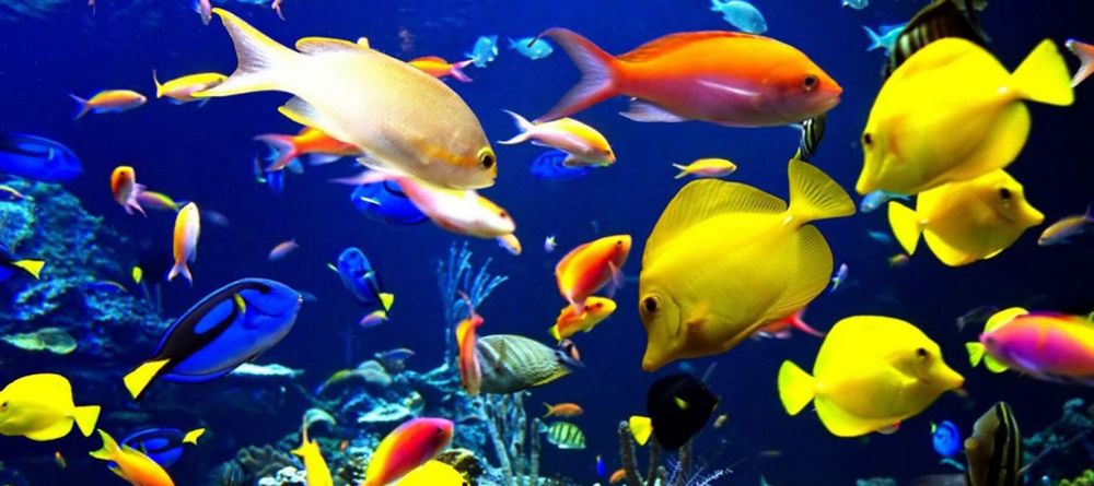 Sakatia Lodge, Nosy Be, Madagascar - Image 16