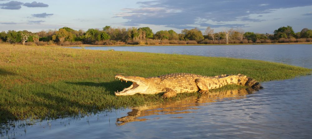 Crocodile at Selous Impala Camp, Selous National Park, Tanzania - Image 21