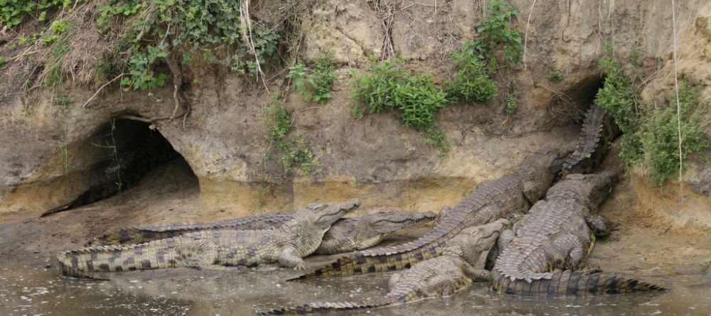 Crocodiles congregating a den at Katuma Bush Camp, Katavi National Park, Tanzania - Image 15