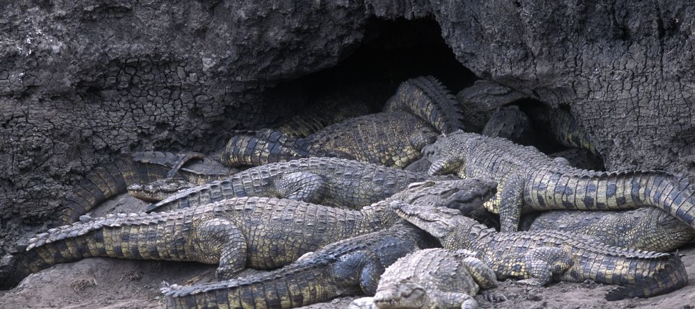 Crocodiles sunbathing at Chada Katavi Camp, Katavi National Park, Tanzania Â© Nomad Tanzania - Image 17