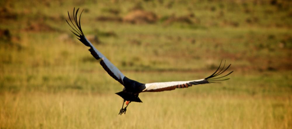 Crowned crane in flight at Acacia House, Masai Mara National Reserve, Kenya - Image 6