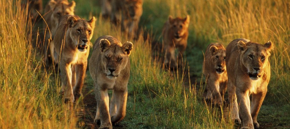 Saruni Mara, Masai Mara National Reserve, Kenya - Image 11