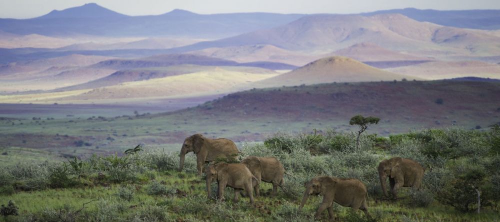 Elephant landscape - Image 13
